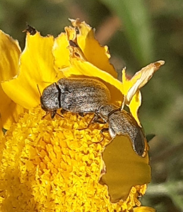 Mycteridae: Mycterus sp.